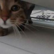 Котик Мягкий Животик
