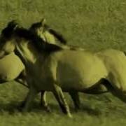 Horses Chris Rea