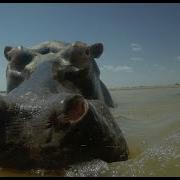 Spy Hippo От Savu