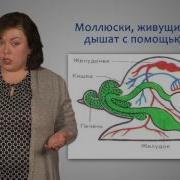 Биология 7 Класс 3 Параграф
