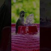Птица Колибри Пение