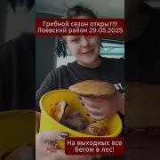 Подберёзовики