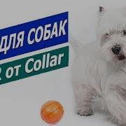 Мячик Для Собак