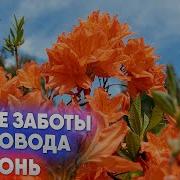 Заботы И Дела