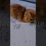 Ты Солнце Моя Луна И Фортуна