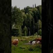 Люблю Деревню Раздолье Русское
