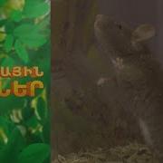 Անտառային Ձայներ