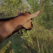 Черная Коза Мурзилки