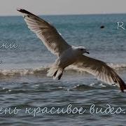 Красивый Клип Море