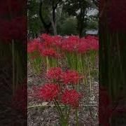 Higanbana Flower