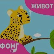 Пинкфонг Гепард
