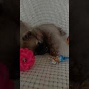 Клипы Лохматый Парень