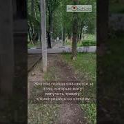 Опасность Для Птиц