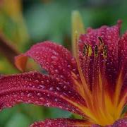 Beautiful Music Beautiful Flowers