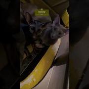 Ориенталы Приколы