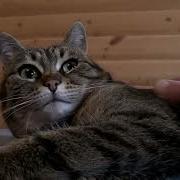 Света Фролова Я Домой
