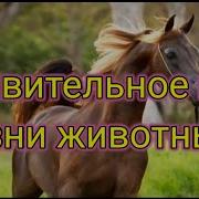 Интересные Факты Из Жизни Животных