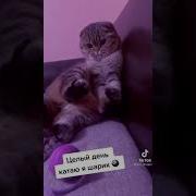 Я Пушистый Пухлый Кошарик