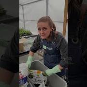 Цеток Астра Уоход