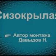 Минус Сизокрылая Малинин