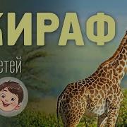 Мультик Про Жирафа