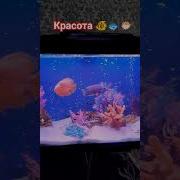Аквариум Друзьям