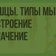 Биология 8 Класс Мышцы Общий Обзор