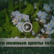 Эти Цветы Тебе Музыкальная Открытка