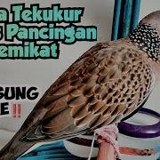 Suara Burung Tekukur