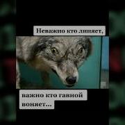 Цитаты Из Тик Тока 2020