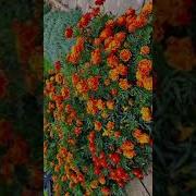Чернобривцы