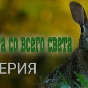 Зверята Со Всего Света