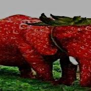 Strawberry Elephant