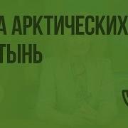 Зона Артических Пустынь
