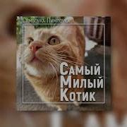 Самый Милый Котик В Мире Симба