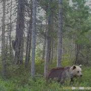 Заповедник Медведица