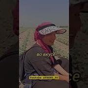 Instagramda Trentga Chiqqan Uzbek Qoshiqlar