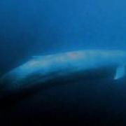 Blue Whales Music Tune