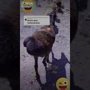 Ойбай Мынау Не Деген Котен