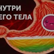 Скачать Организм Человека Мультик