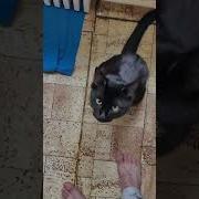Бывает Подбежишь К Своему Кожаному