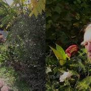 Розы Алые Я Тебе Дарю