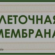 Цитоплазматический