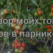 Спелый Фрукт Или Баня 4