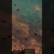 Zəng Üçün Melodiyalar 2022
