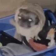 Танцующие Пагу Мем