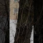 Птицы В Небе Кричат