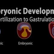 Embryotic State