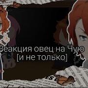 Реакция Овец На Чую