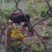 Видео Секса Ебли Молодых Собаками